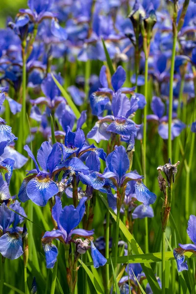 Fleurs Bleues Iris Versicolor Magnifiquement Fleurissant Dans Jardin — Photo