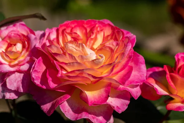 庭の枝にカラフルなバラの花 — ストック写真