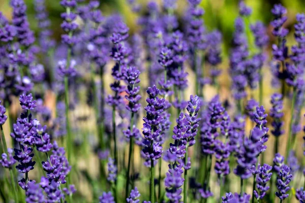 Die Blühenden Lavendelblüten Der Provence Nahe Sault Frankreich — Stockfoto