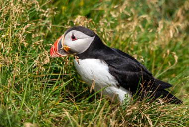 Atlantik martısı, bilinen adıyla martı. 