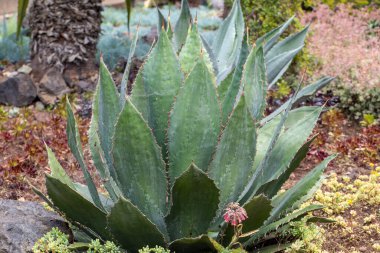 Agave Sulu Bitkisinin yeşil büyük yaprakları 