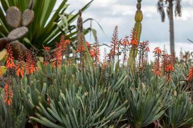 Aloe bitkisi çiçek açtı. Muhteşem uzun turuncu tüp çiçekleri çiçek açmış bir Aloe sulu türünün sivri uçları dekoratif ve uzun ömürlüdür.