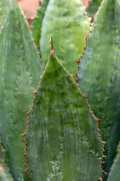 Hojas Grandes Verdes Agave Planta Suculenta —  Fotos de Stock