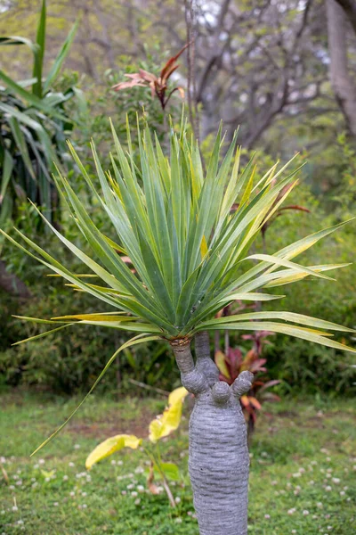 Trzy Gałęzie Smoczego Drzewa Znane Również Jako Dracaena Draco Lub — Zdjęcie stockowe