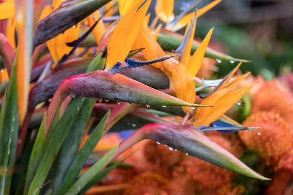 Τροπικό Λουλούδι Strelitzia Πουλί Του Παραδείσου Στο Νησί Μαδέρα Πορτογαλία — Φωτογραφία Αρχείου