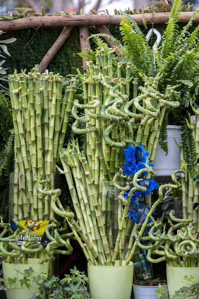 Bambusgras Typ Chusquea Culeou Hohe Grüne Triebe — Stockfoto