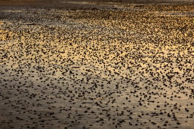 Sahil soyut, gün batımında güneş ışığını yansıtan ıslak kum 