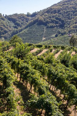 Valdobbiadene ve Conegliano arasında Prosecco şaraplı üzüm bağları bulunan Picturesque tepeleri; İtalya.