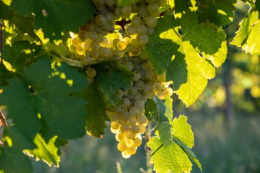 Valdobbiadene tepelerinde hasat için üzüm bağındaki Prosecco beyaz üzümleri. Veneto. İtalya
