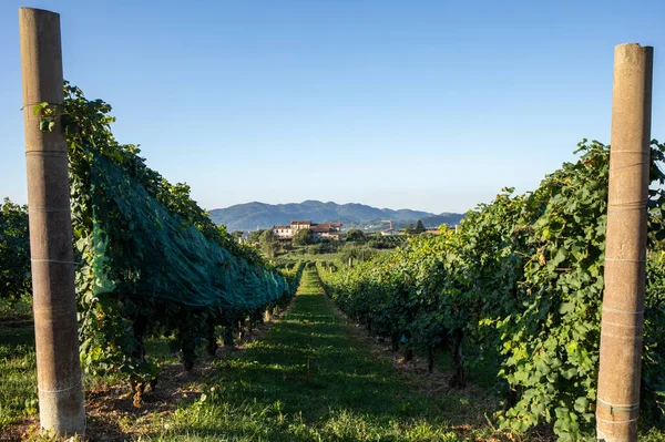 Colline Pittoresche Con Vigneti Della Regione Spumante Del Prosecco Valdobbiadene — Foto Stock