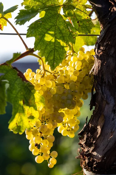 Prosecco Uvas Brancas Uma Vinha Befor Colheita Colinas Valdobbiadene Veneto — Fotografia de Stock