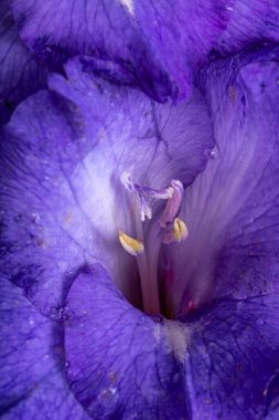 Güzelliğe yakın menekşe gladiolus çiçeği