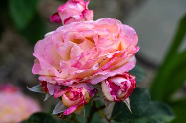 Bahçedeki dalda pembe güller