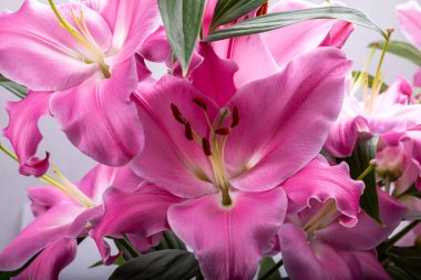 Pembe zambak çiçeklerine yakın çekim. Bu cinsteki türlerin yaygın isimleri arasında peri çiçeği zephyr zambak zambağı sihirli Atamasco zambağı ve yağmur zambağı bulunur..