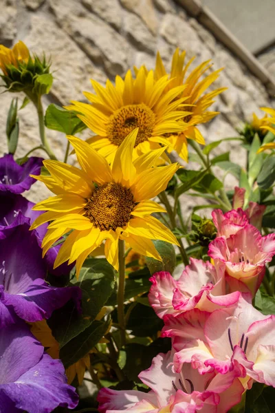 Blooming Sunflowers Colorful Gladioli Background Limestone Wall — Stock Photo, Image