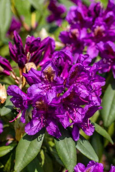 Kvetoucí Fialové Květy Rhodenronu Skvělá Dekorace Pro Každou Zahradu — Stock fotografie