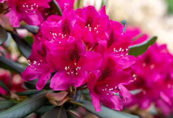 Blühende Rote Blüten Von Rhodenrona Eine Tolle Dekoration Für Jeden — Stockfoto