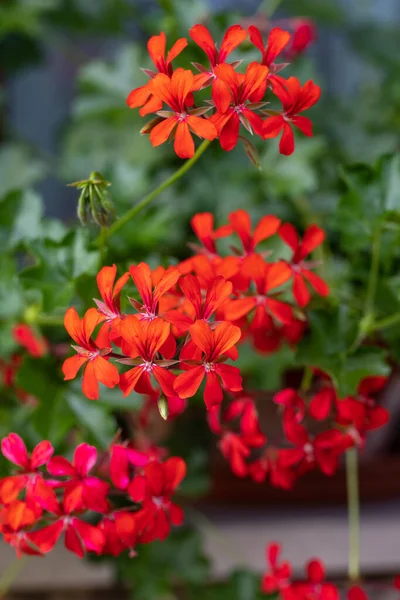 Rote Geranien Pelargonien Blühen Einem Garten — Stockfoto