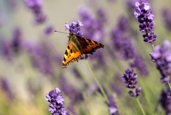 Mariposa Colorida Las Flores Lavanda Flor —  Fotos de Stock