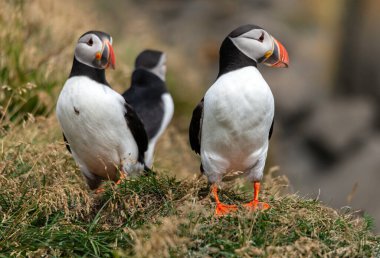 Atlantik martısı, bilinen adıyla martı. 