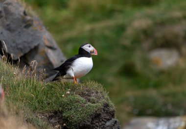 Atlantik martısı, bilinen adıyla martı. 