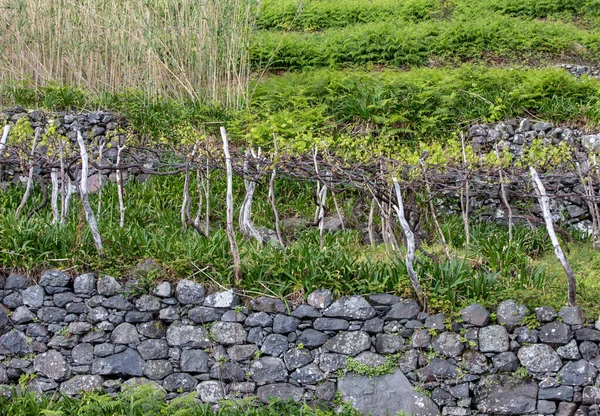 Vigneto Vicino All Oceano Sulla Costa Nord Madeira Portogallo — Foto Stock