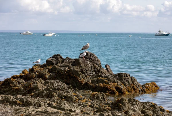 Meeuwen Wachten Het Afval Van Oesters Vissen Cancale Bretagne Frankrijk — Stockfoto