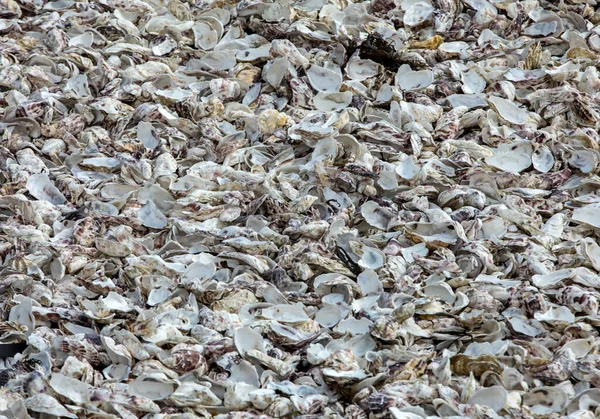 Housands Empty Shells Eaten Oysters Discarded Sea Floor Cancale Famous — Stock Photo, Image