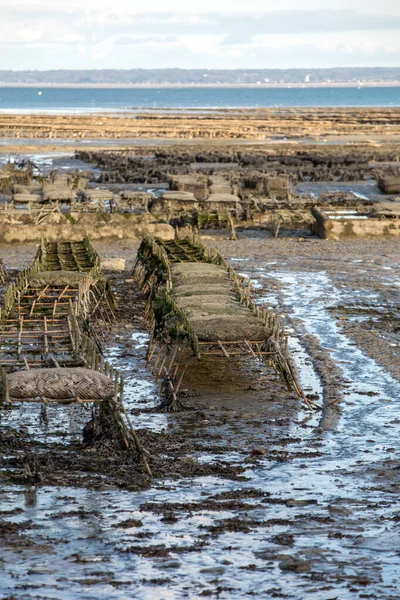 Camas Ostras Marea Baja Granja Ostras Cancale Bretaña Francia —  Fotos de Stock