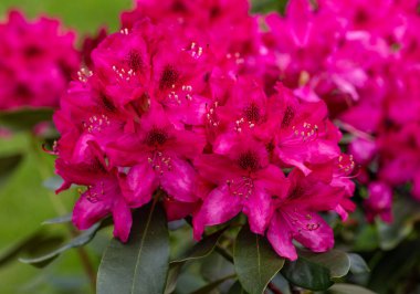 Rhodenrona 'nın kırmızı çiçekleri. Her bahçe için büyük bir süs.