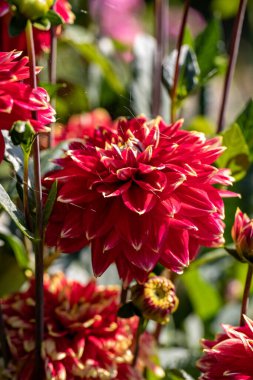 Bahçede çiçek açan kırmızı Dahlia çiçeğinin yakın çekimi
