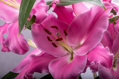 Pembe zambak çiçeklerine yakın çekim. Bu cinsteki türlerin yaygın isimleri arasında peri çiçeği zephyr zambak zambağı sihirli Atamasco zambağı ve yağmur zambağı bulunur..