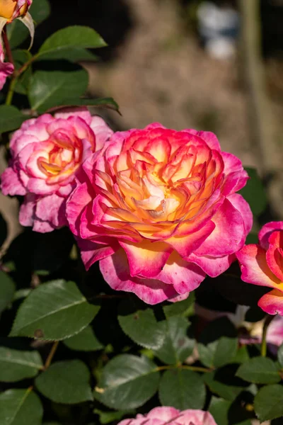 Rosas Coloridas Flores Rama Jardín — Foto de Stock