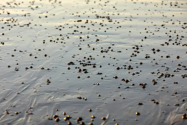 Playa Abstracta Arena Húmeda Que Refleja Luz Del Sol Durante —  Fotos de Stock