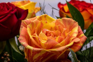 Güzel bir buket renkli gül.