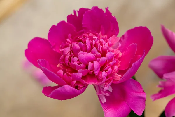 Knop Van Roze Pioenroos Bloem Tuin — Stockfoto