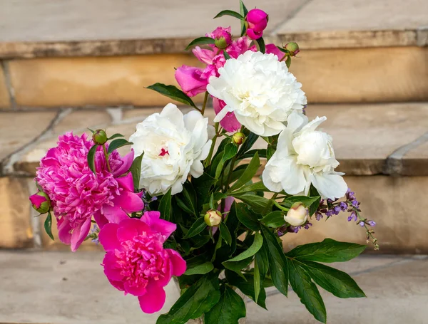 Poupě Růžové Bílé Pivoňkové Květiny Zahradě — Stock fotografie