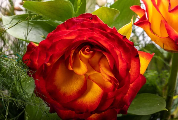 Mooi Boeket Van Kleurrijke Rozen — Stockfoto