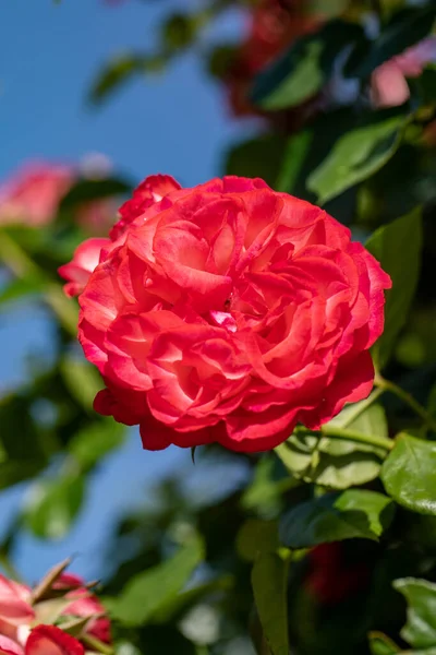 Red Roses Flowers Branch Garden — Stock Photo, Image