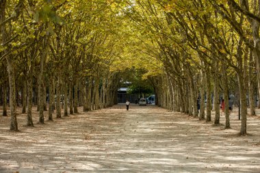 Bordeaux, Fransa - 9 Eylül 2018: Place des Quinconces, Bordeaux France boyunca yeşil ağaçlarla kaplı bir halk bahçesi.