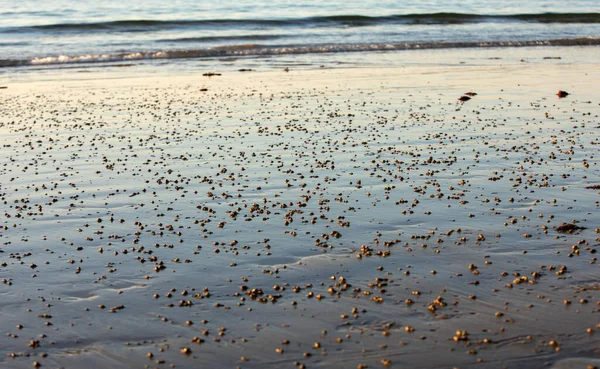 Пляж Мокрый Песок Солнечный Свет Закате — стоковое фото