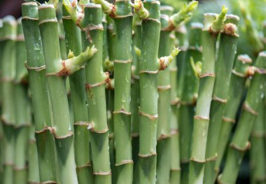 Bambu çim yazın Chusquea culeou uzun boylu yeşil sürgünler 