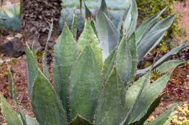  Agave Sulu Bitkisinin yeşil büyük yaprakları 