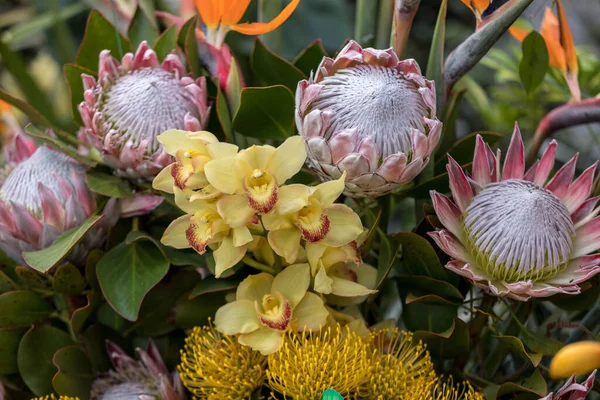 Schoonheid Floristische Decoratie Met Kleurrijke Tropische Bloemen — Stockfoto