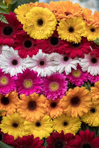 色とりどりのガーベラの花の美しさの花の装飾 — ストック写真