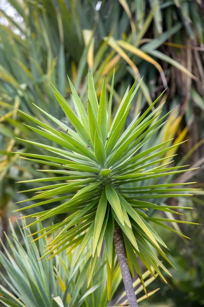 Trzy Gałęzie Smoczego Drzewa Znane Również Jako Dracaena Draco Lub — Zdjęcie stockowe