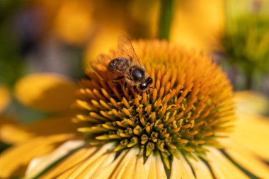 Rudbekia Süs bahçesinde sarı papatya çiçekleri