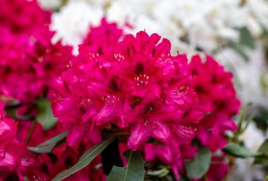 Rhodenrona 'nın kırmızı çiçekleri. Her bahçe için büyük bir süs.