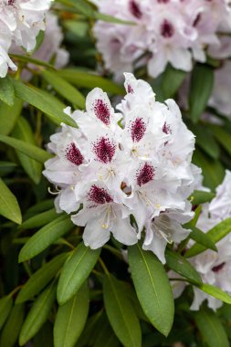 Rhodenron beyaz çiçekler çiçeklenme. Herhangi bir bahçe için harika bir dekorasyon