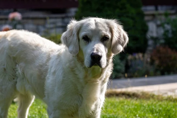 Belle Golden Retriever Sur Herbe Verte Dans Jardin — Photo